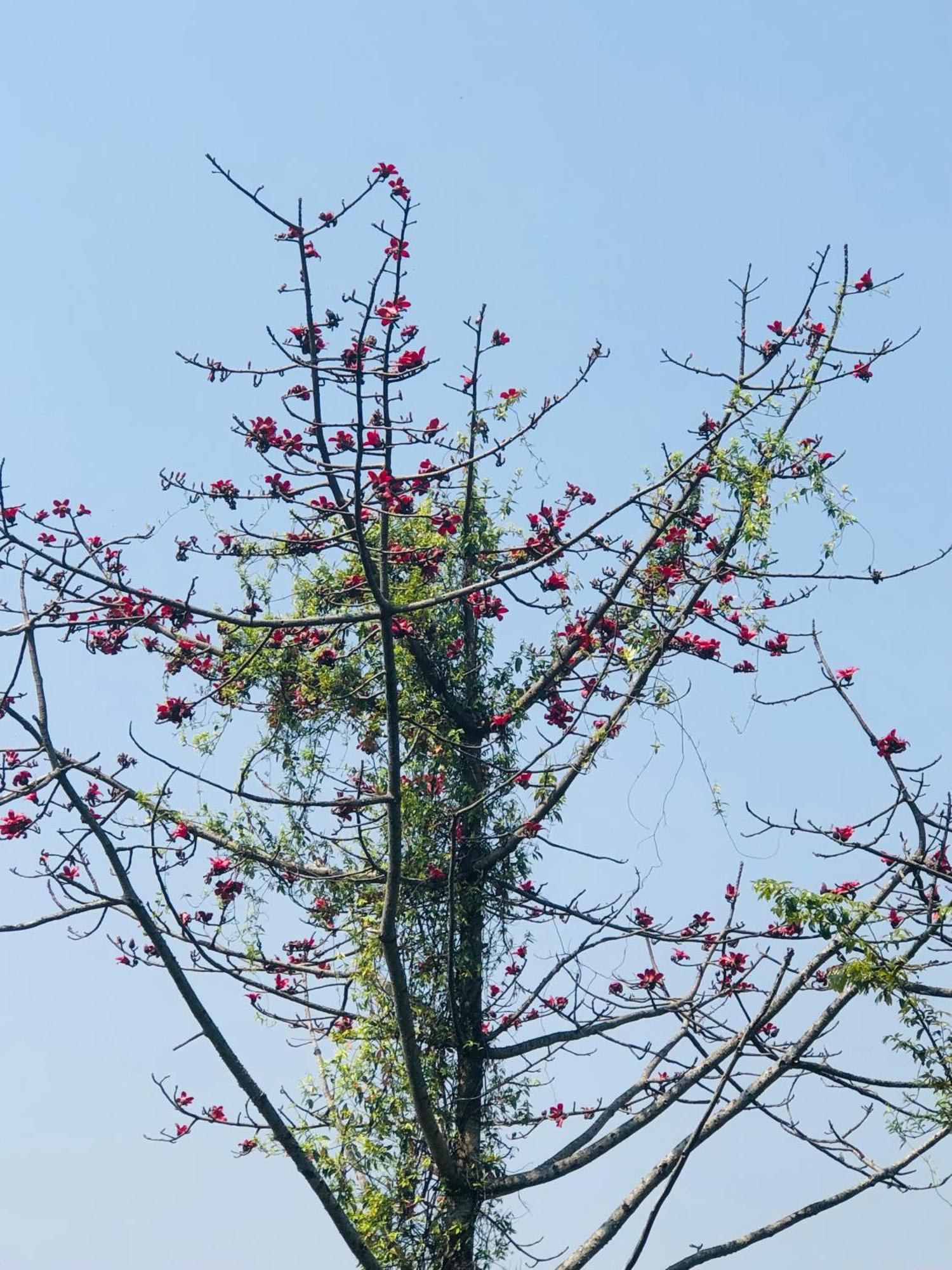 KāskīInto The Wild Pokhara别墅 外观 照片
